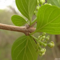 Canthium coromandelicum (Burm.f.) Alston